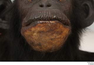  Chimpanzee Bonobo mouth 0002.jpg
